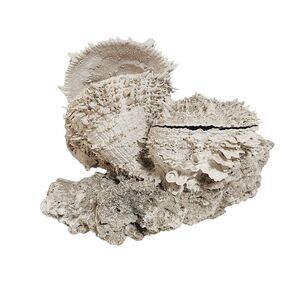 Natural Coral Shell Barnacle Sculpture Decor Ivory Cream 11 Inches